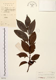 中文名:山紅柿(S043722)學名:Diospyros morrisiana Hance(S043722)英文名:Morris Persimmon