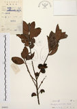 中文名:山紅柿(S044022)學名:Diospyros morrisiana Hance(S044022)英文名:Morris Persimmon
