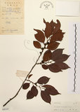 中文名:山紅柿(S045147)學名:Diospyros morrisiana Hance(S045147)英文名:Morris Persimmon