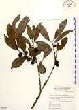 中文名:山紅柿(S053629)學名:Diospyros morrisiana Hance(S053629)英文名:Morris Persimmon