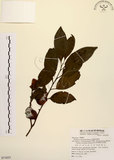 中文名:山紅柿(S071833)學名:Diospyros morrisiana Hance(S071833)英文名:Morris Persimmon