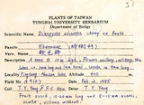 中文名:山紅柿(S073750)學名:Diospyros morrisiana Hance(S073750)英文名:Morris Persimmon