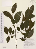 中文名:山紅柿(S077439)學名:Diospyros morrisiana Hance(S077439)英文名:Morris Persimmon