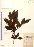 中文名:山紅柿(S083599)學名:Diospyros morrisiana Hance(S083599)英文名:Morris Persimmon