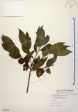 中文名:山紅柿(S085480)學名:Diospyros morrisiana Hance(S085480)英文名:Morris Persimmon