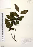 中文名:山紅柿(S090796)學名:Diospyros morrisiana Hance(S090796)英文名:Morris Persimmon