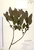 中文名:山紅柿(S094395)學名:Diospyros morrisiana Hance(S094395)英文名:Morris Persimmon