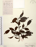 中文名:山紅柿(S102274)學名:Diospyros morrisiana Hance(S102274)英文名:Morris Persimmon
