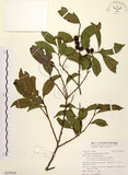 中文名:山紅柿(S109508)學名:Diospyros morrisiana Hance(S109508)英文名:Morris Persimmon