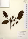 中文名:山紅柿(S113305)學名:Diospyros morrisiana Hance(S113305)英文名:Morris Persimmon