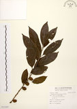 中文名:山紅柿(S113307)學名:Diospyros morrisiana Hance(S113307)英文名:Morris Persimmon