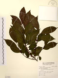 中文名:山紅柿(S119492)學名:Diospyros morrisiana Hance(S119492)英文名:Morris Persimmon