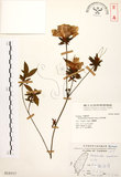 中文名:烏來杜鵑(S018507)學名:Rhododendron kanehirai Wilson(S018507)英文名:Kanehira Azalea