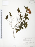 中文名:金毛杜鵑(S000152)學名:Rhododendron oldhamii Maxim.(S000152)英文名:Oldham s Thododendron