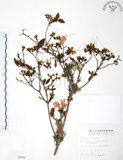 中文名:金毛杜鵑(S004968)學名:Rhododendron oldhamii Maxim.(S004968)英文名:Oldham s Thododendron