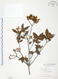 中文名:金毛杜鵑(S006158)學名:Rhododendron oldhamii Maxim.(S006158)英文名:Oldham s Thododendron