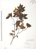 中文名:金毛杜鵑(S006163)學名:Rhododendron oldhamii Maxim.(S006163)英文名:Oldham s Thododendron