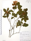 中文名:金毛杜鵑(S015676)學名:Rhododendron oldhamii Maxim.(S015676)英文名:Oldham s Thododendron