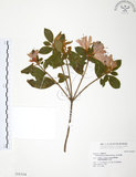 中文名:金毛杜鵑(S016314)學名:Rhododendron oldhamii Maxim.(S016314)英文名:Oldham s Thododendron