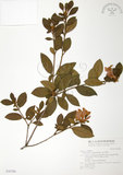 中文名:金毛杜鵑(S030786)學名:Rhododendron oldhamii Maxim.(S030786)英文名:Oldham s Thododendron