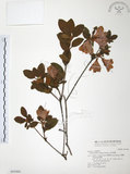 中文名:金毛杜鵑(S043484)學名:Rhododendron oldhamii Maxim.(S043484)英文名:Oldham s Thododendron