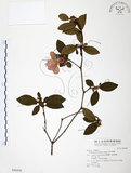 中文名:金毛杜鵑(S046458)學名:Rhododendron oldhamii Maxim.(S046458)英文名:Oldham s Thododendron