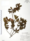 中文名:金毛杜鵑(S053645)學名:Rhododendron oldhamii Maxim.(S053645)英文名:Oldham s Thododendron