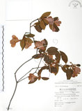 中文名:金毛杜鵑(S054511)學名:Rhododendron oldhamii Maxim.(S054511)英文名:Oldham s Thododendron