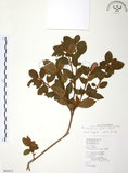 中文名:金毛杜鵑(S063671)學名:Rhododendron oldhamii Maxim.(S063671)英文名:Oldham s Thododendron