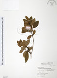 中文名:金毛杜鵑(S064167)學名:Rhododendron oldhamii Maxim.(S064167)英文名:Oldham s Thododendron