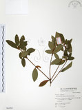 中文名:金毛杜鵑(S064263)學名:Rhododendron oldhamii Maxim.(S064263)英文名:Oldham s Thododendron