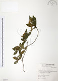 中文名:金毛杜鵑(S064717)學名:Rhododendron oldhamii Maxim.(S064717)英文名:Oldham s Thododendron