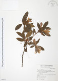 中文名:金毛杜鵑(S069517)學名:Rhododendron oldhamii Maxim.(S069517)英文名:Oldham s Thododendron