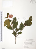 中文名:金毛杜鵑(S070125)學名:Rhododendron oldhamii Maxim.(S070125)英文名:Oldham s Thododendron