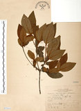 中文名:金毛杜鵑(S073313)學名:Rhododendron oldhamii Maxim.(S073313)英文名:Oldham s Thododendron