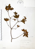 中文名:金毛杜鵑(S073336)學名:Rhododendron oldhamii Maxim.(S073336)英文名:Oldham s Thododendron