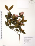 中文名:金毛杜鵑(S076730)學名:Rhododendron oldhamii Maxim.(S076730)英文名:Oldham s Thododendron