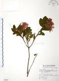 中文名:金毛杜鵑(S076865)學名:Rhododendron oldhamii Maxim.(S076865)英文名:Oldham s Thododendron