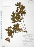 中文名:金毛杜鵑(S076888)學名:Rhododendron oldhamii Maxim.(S076888)英文名:Oldham s Thododendron