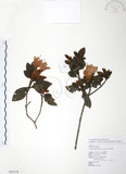中文名:金毛杜鵑(S082338)學名:Rhododendron oldhamii Maxim.(S082338)英文名:Oldham s Thododendron
