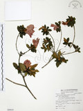 中文名:金毛杜鵑(S089019)學名:Rhododendron oldhamii Maxim.(S089019)英文名:Oldham s Thododendron