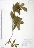 中文名:金毛杜鵑(S091492)學名:Rhododendron oldhamii Maxim.(S091492)英文名:Oldham s Thododendron