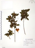 中文名:金毛杜鵑(S091500)學名:Rhododendron oldhamii Maxim.(S091500)英文名:Oldham s Thododendron