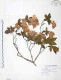 中文名:金毛杜鵑(S091858)學名:Rhododendron oldhamii Maxim.(S091858)英文名:Oldham s Thododendron