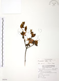中文名:金毛杜鵑(S091979)學名:Rhododendron oldhamii Maxim.(S091979)英文名:Oldham s Thododendron