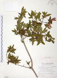 中文名:金毛杜鵑(S095096)學名:Rhododendron oldhamii Maxim.(S095096)英文名:Oldham s Thododendron