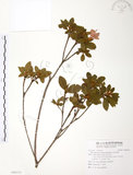 中文名:金毛杜鵑(S096528)學名:Rhododendron oldhamii Maxim.(S096528)英文名:Oldham s Thododendron
