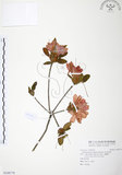 中文名:金毛杜鵑(S108778)學名:Rhododendron oldhamii Maxim.(S108778)英文名:Oldham s Thododendron