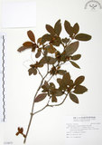 中文名:金毛杜鵑(S110075)學名:Rhododendron oldhamii Maxim.(S110075)英文名:Oldham s Thododendron