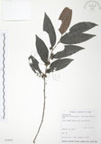 中文名:披針葉饅頭果(S034084)學名:Glochidion zeylanicum (Gaertn.) A. Juss. var. lanceolatum (Hayata) M. J. Deng & J. C. Wang(S034084)英文名:Lanceolate-leaved Glochidion